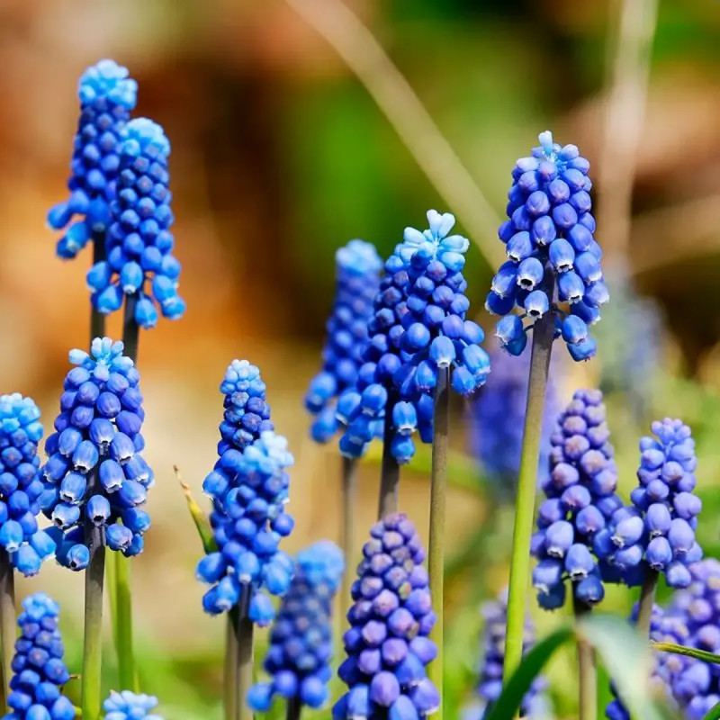 Muscari armeniacum - Muscari | Achat direct au producteur