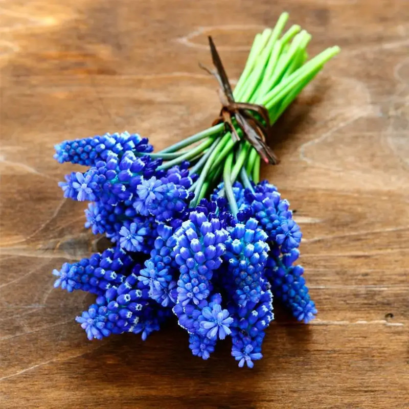 Muscari armeniacum - Muscari | Achat direct au producteur