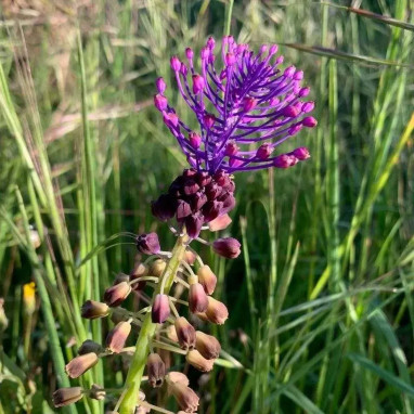 Muscari comosum - Muscari | Achat direct au producteur