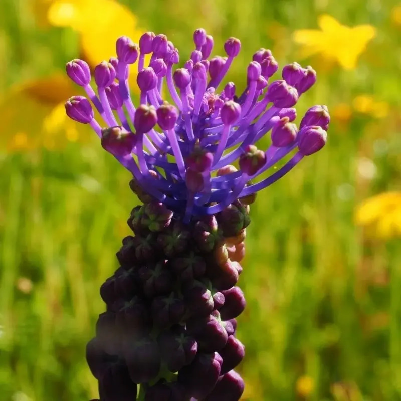 Muscari comosum - Muscari | Achat direct au producteur