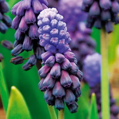 Muscari latifolium - Muscari | Achat direct au producteur