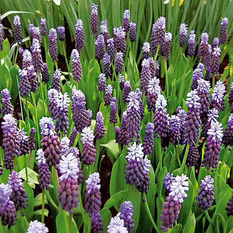 Muscari latifolium - Muscari | Achat direct au producteur