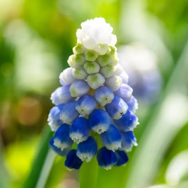 Muscari 'Touch of Snow' - Muscari aucheri | Achat direct au producteur