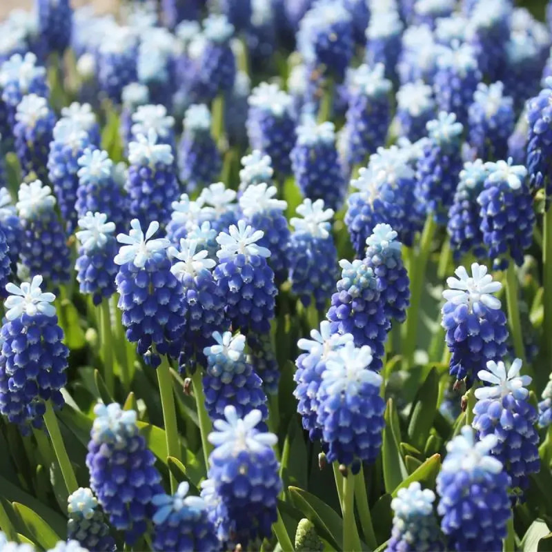 Muscari 'Touch of Snow' - Muscari aucheri | Achat direct au producteur