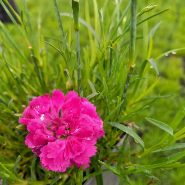 Dianthus Diantica® 'Neon Flash' - Dianthus | Achat producteur