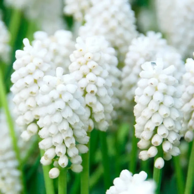 Muscari 'White Magic' - Muscari aucheri | Achat direct au producteur