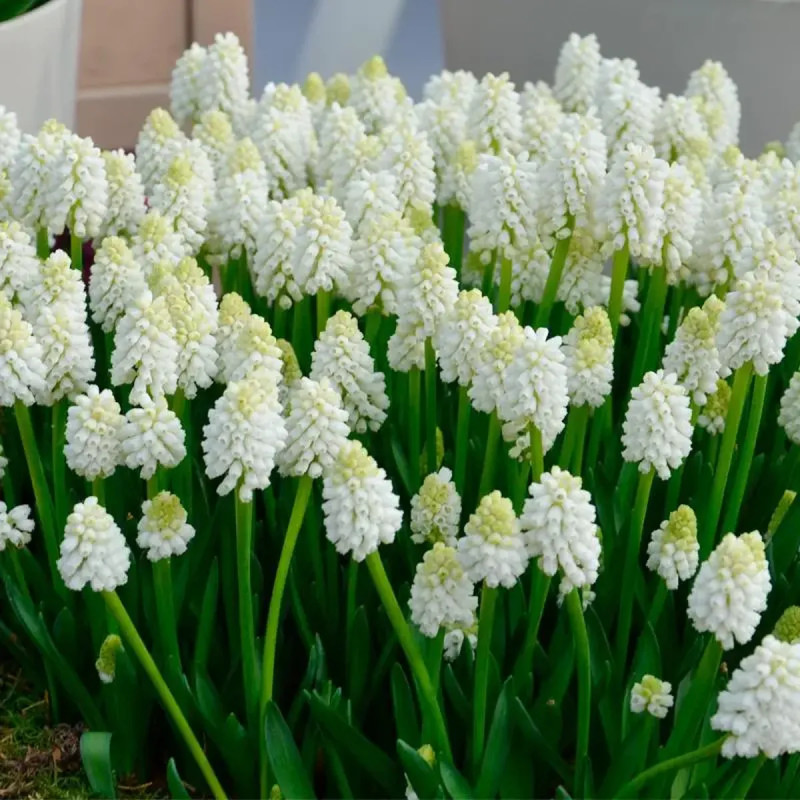 Muscari 'White Magic' - Muscari aucheri | Achat direct au producteur