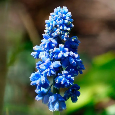 Muscari 'Blue Spike' - Muscari armeniacum | Achat direct au producteur