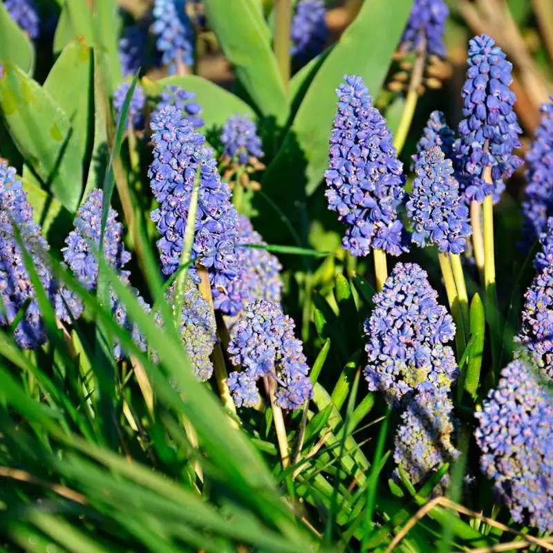 Muscari 'Blue Spike' - Muscari armeniacum | Achat direct au producteur