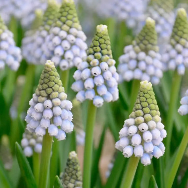 Muscari 'Ocean Magic' - Muscari aucheri | Achat direct producteur