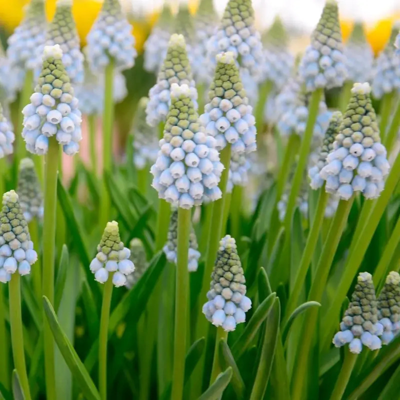 Muscari 'Ocean Magic' - Muscari aucheri | Achat direct producteur