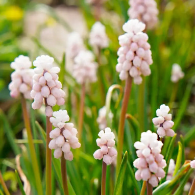 Muscari 'Pink Sunrise' - Muscari armeniacum | Achat producteur