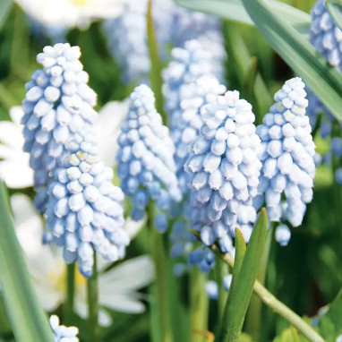 Muscari 'Valery Finnis' - Muscari | Achat direct au producteur