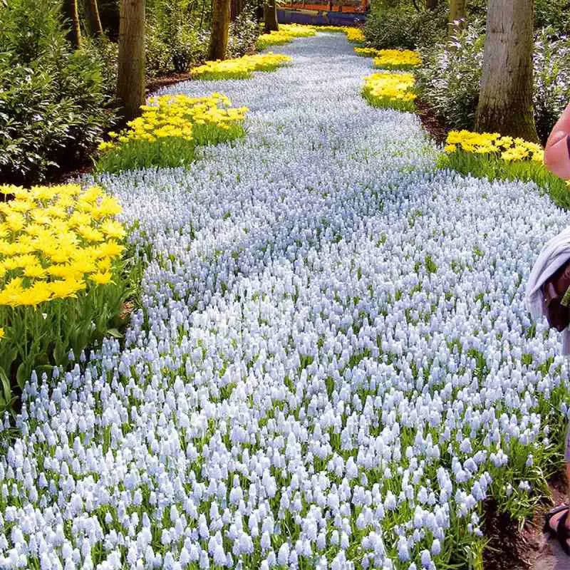 Muscari 'Valery Finnis' - Muscari | Achat direct au producteur