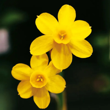 Narcisse Jonquille 'Baby Moon' - Narcissus | Achat direct producteur