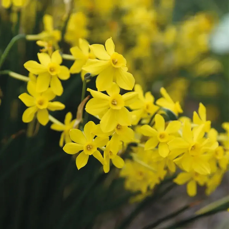 Narcisse Jonquille 'Baby Moon' - Narcissus | Achat direct producteur