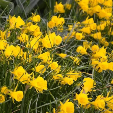 Narcisse botanique 'Golden Bells' - Narcissus | Achat producteur