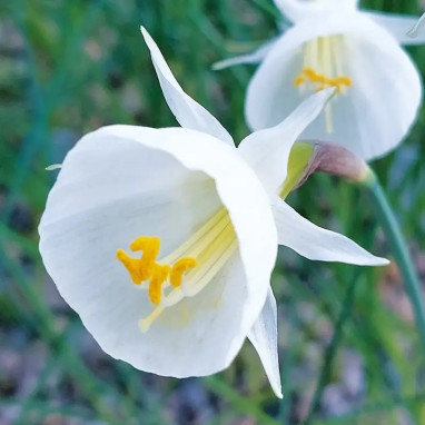 Narcisse Bulbocodium 'White Petticoat' - Narcissus | Achat producteur