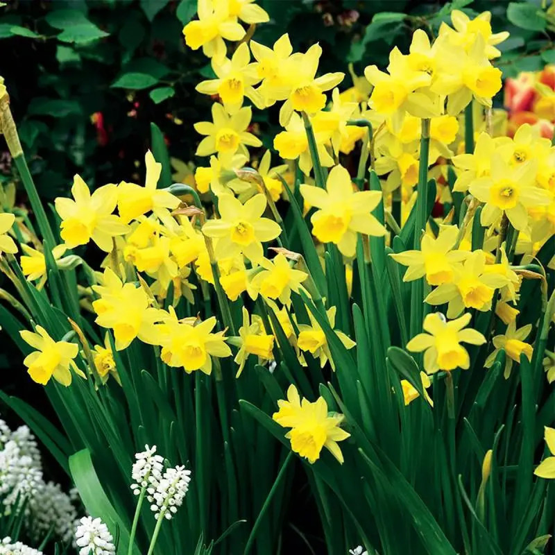 Narcisse 'Tête à Tête' - Narcissus | Achat direct au producteur