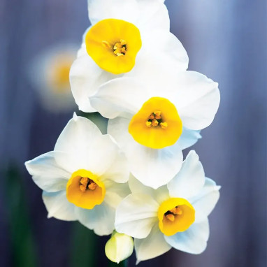 Narcisse Canaliculatus Tazetta - Narcissus | Achat direct au producteur