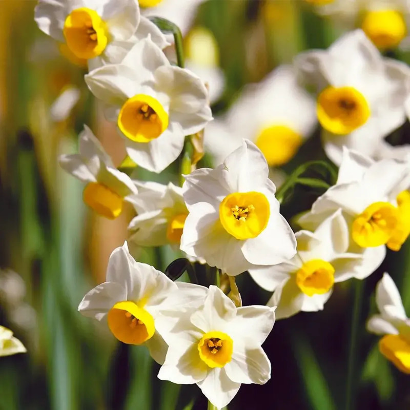 Narcisse Canaliculatus Tazetta - Narcissus | Achat direct au producteur