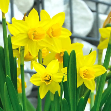 Narcisse cyclamineus 'February' - Narcissus | Achat direct producteur