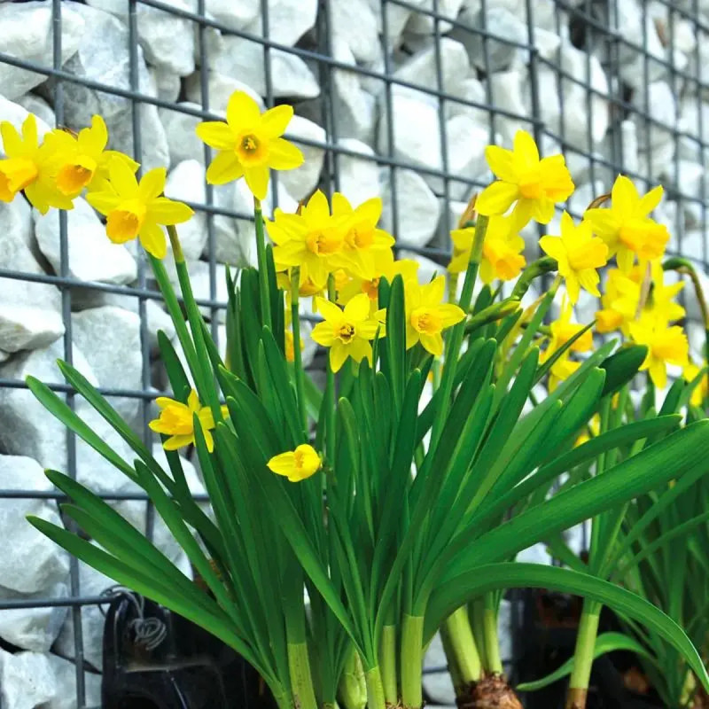 Narcisse cyclamineus 'February' - Narcissus | Achat direct producteur