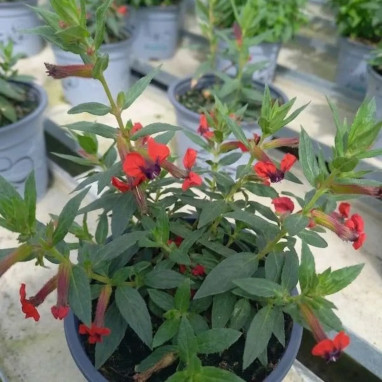 Cuphea llavea 'Tiny Torpedo' | Achat direct au producteur