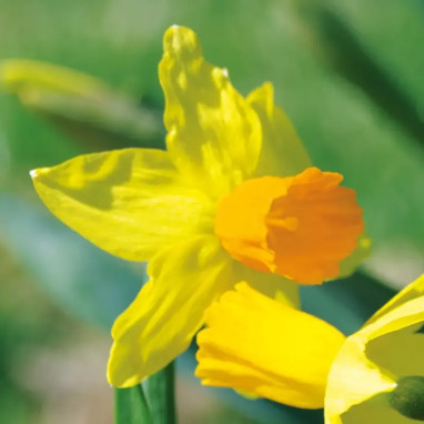 Narcisse 'Spring Sunshine' - Narcissus cyclamineus | Achat en ligne