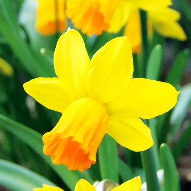 Narcisse 'Jetfire' - Narcissus cyclamineus | Achat producteur