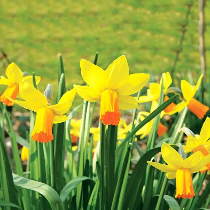 Narcisse 'Jetfire' - Narcissus cyclamineus | Achat producteur
