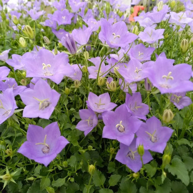 Campanule 'ComeOn! Blue' - Campanula | Achat direct au producteur