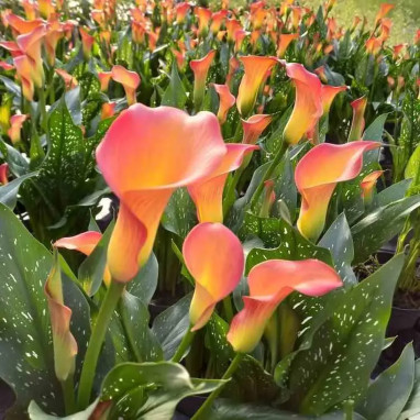 Calla blanc - Calla sp. | Achat direct au producteur