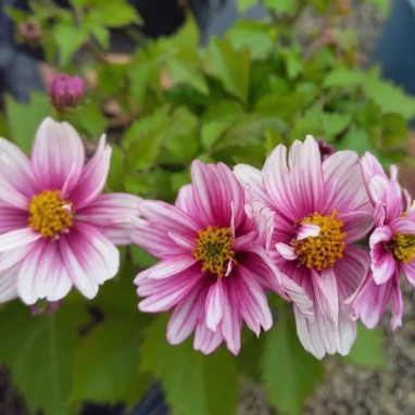 Bidens rose 'Pink Treat' - Bidens ferulifolia | Achat producteur