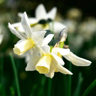 Narcisse 'Toto' - Narcissus cyclamineus | Achat producteur