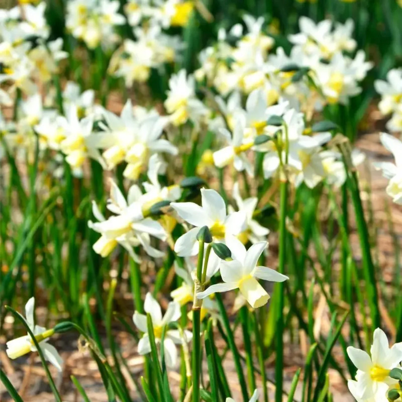 Narcisse 'Toto' - Narcissus cyclamineus | Achat producteur