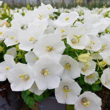 Campanula blanche - Campanula | Achat direct au producteur