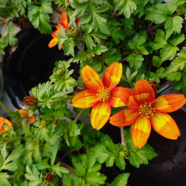 Bidens compact bicolore 'Blazing Star' | Achat direct au producteur