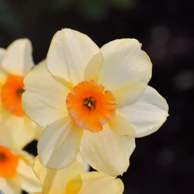 Narcisse Jonquille 'Kedron' - Narcissus | Achat direct au producteur