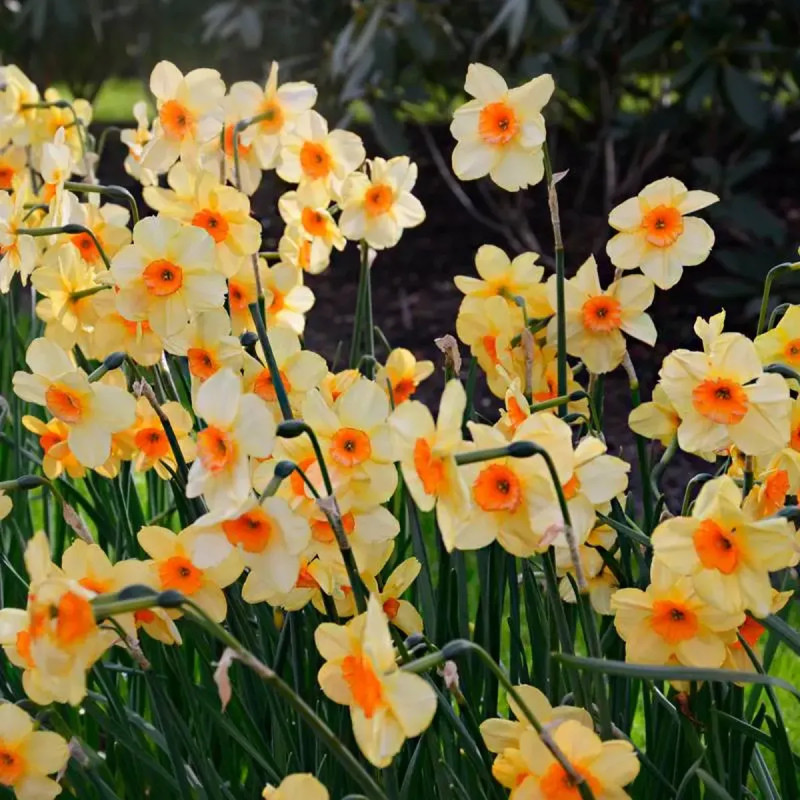 Narcisse Jonquille 'Kedron' - Narcissus | Achat direct au producteur