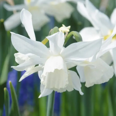 Narcisse Jonquille 'Pueblo' - Narcissus | Achat direct au producteur