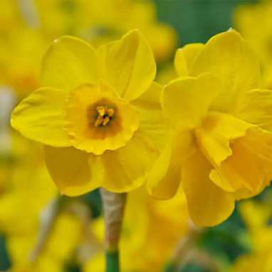 Narcisse Jonquille 'Quail' - Narcissus | Achat direct au producteur