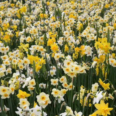 Narcisse Mélange - Narcissus | Achat direct au producteur
