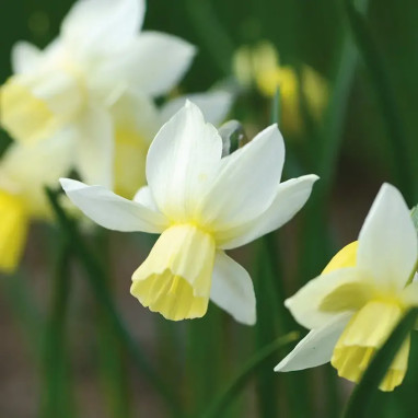 Narcisse botanique 'Sailboat' - Narcissus | Achat producteur