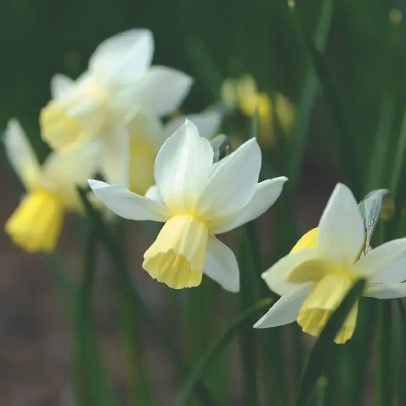 Narcisse botanique 'Sailboat' - Narcissus | Achat producteur