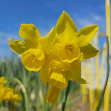 Narcisse triandrus 'Yellow Ocean' - Narcissus | Achat producteur