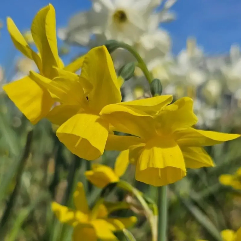 Narcisse triandrus 'Yellow Ocean' - Narcissus | Achat producteur