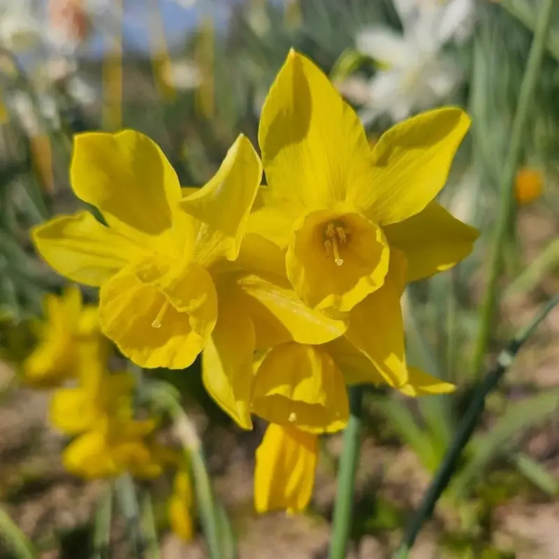 Narcisse triandrus 'Yellow Ocean' - Narcissus | Achat producteur