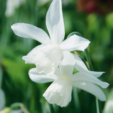 Narcisse Triandrus 'Thalia' - Narcissus | Achat direct au producteur