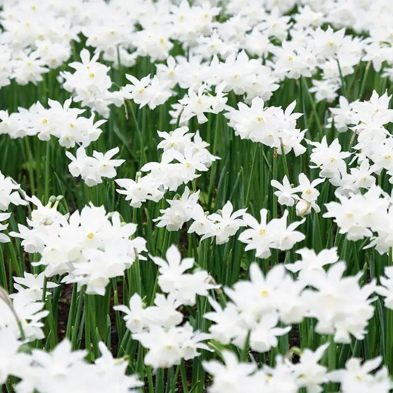 Narcisse Triandrus 'Thalia' - Narcissus | Achat direct au producteur